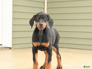 Doberman Pinscher dogs Harmony - Ad 3