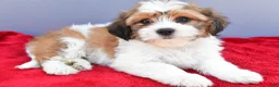 Teddy Bear dogs for sale: Tony - Ad 6