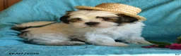 Shih Tzu dogs for sale: Eric - Ad 3