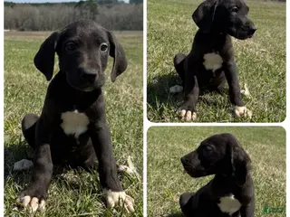 Great Dane dogs Great Dane Puppy 7 - Ad 19