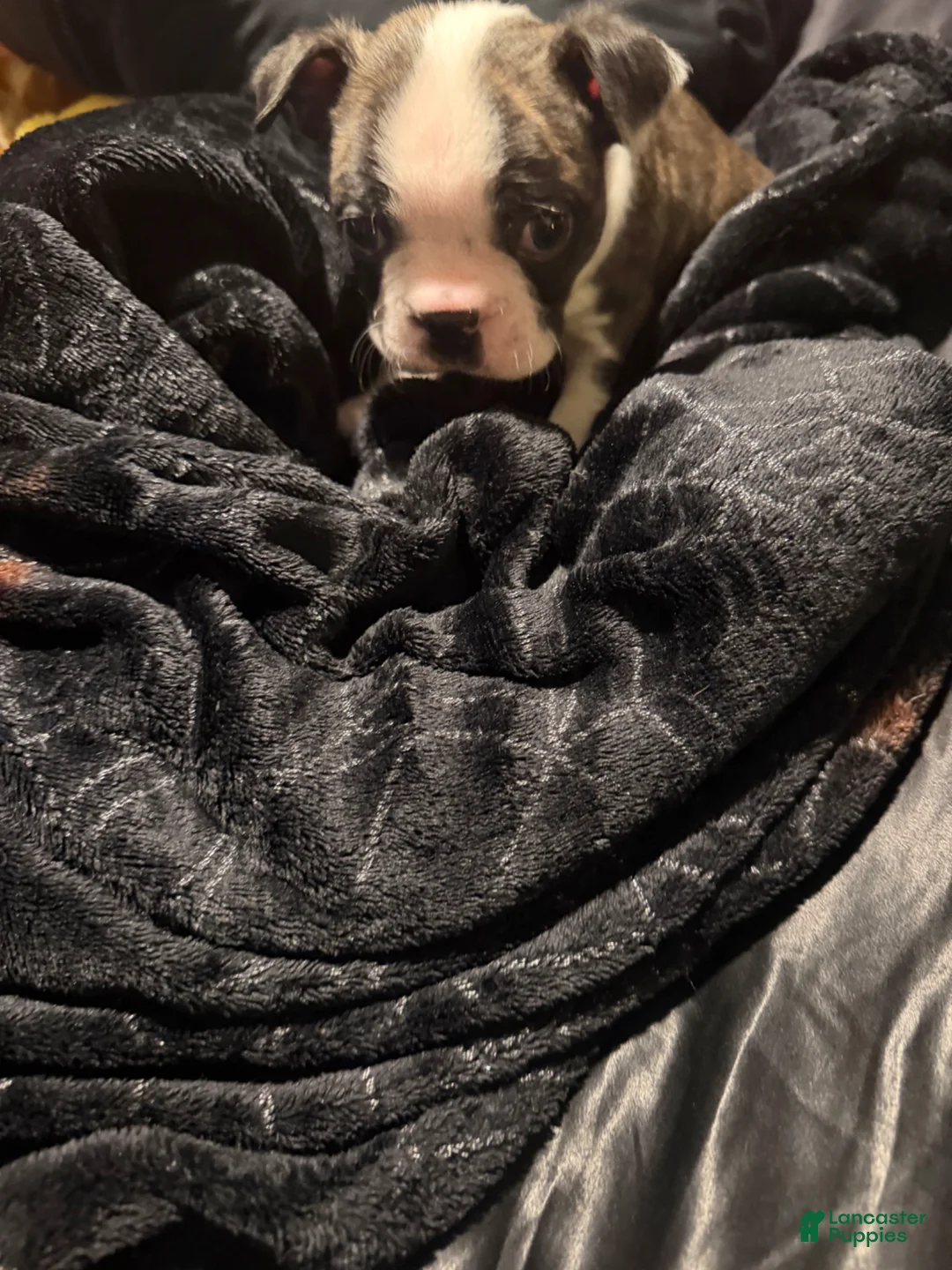 Boston Terrier dogs for sale: Magneto  - Ad 2