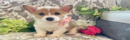 Welsh Corgi Pembroke dogs for sale: Mandy - Ad 7