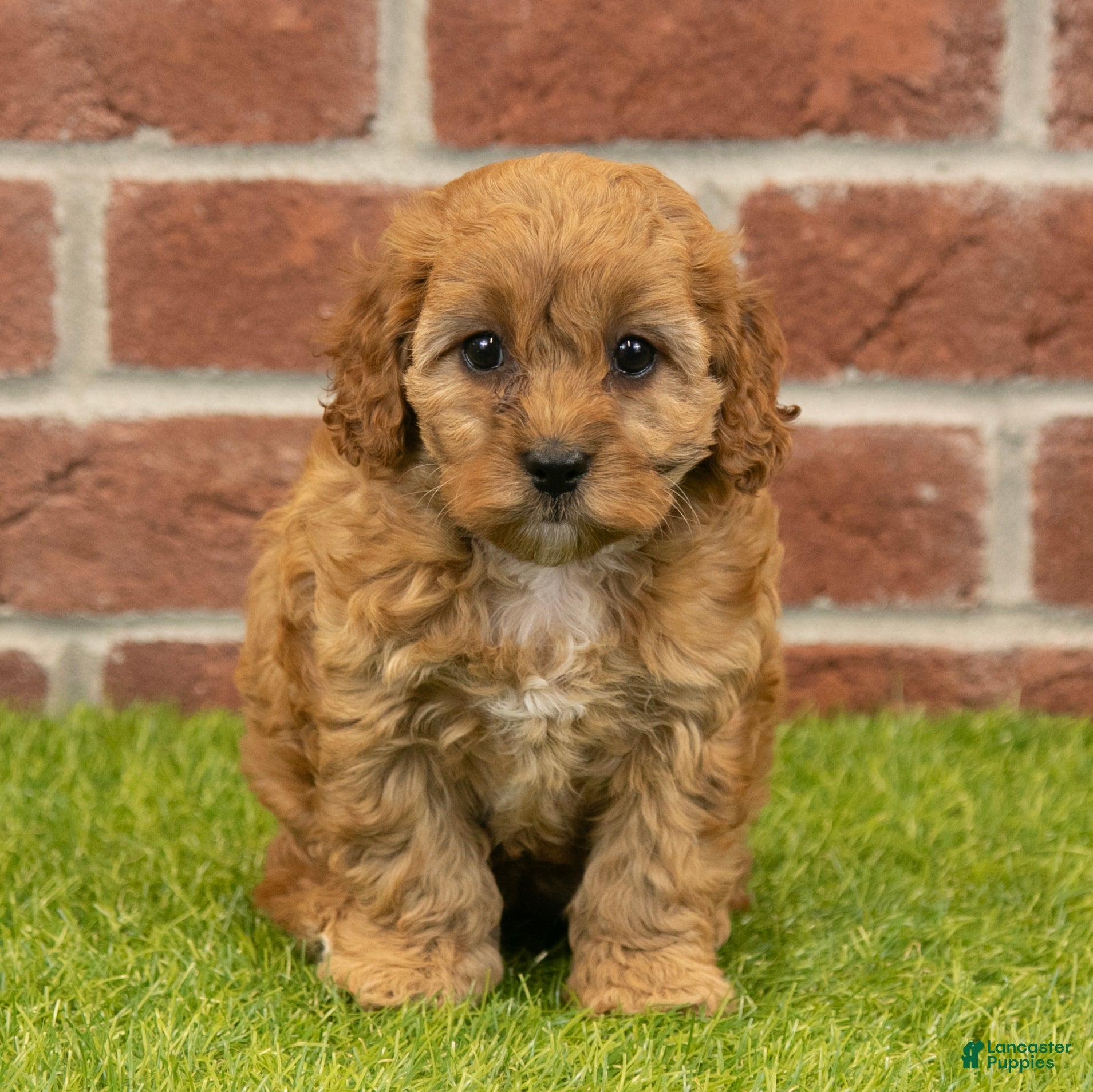 Cavapoo dogs Susie - Ad 2