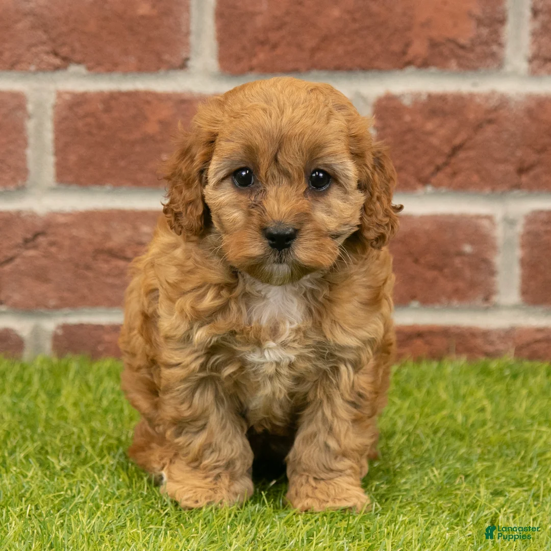 Cavapoo dogs for sale: Susie - Ad 2