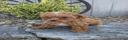 Toy Poodle dogs for sale: Prince - Ad 5