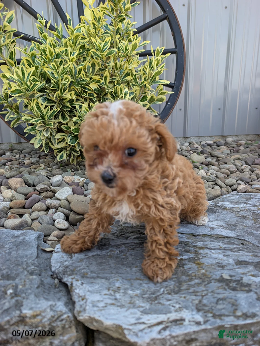 Toy Poodle dogs for sale: Prince - Ad 5