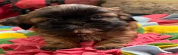 Shih Tzu dogs for sale: Scarlet  - Ad 3