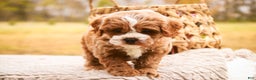 Cavapoo dogs for sale: Kohen - Ad 5