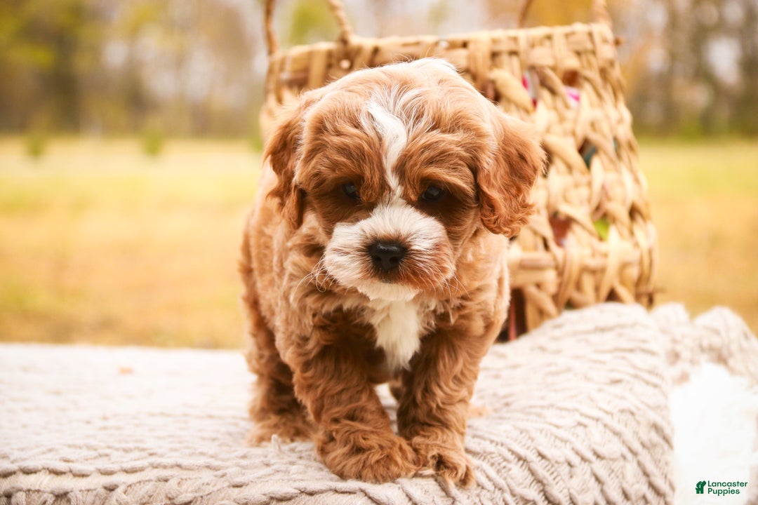 Cavapoo dogs for sale: Kohen - Ad 5