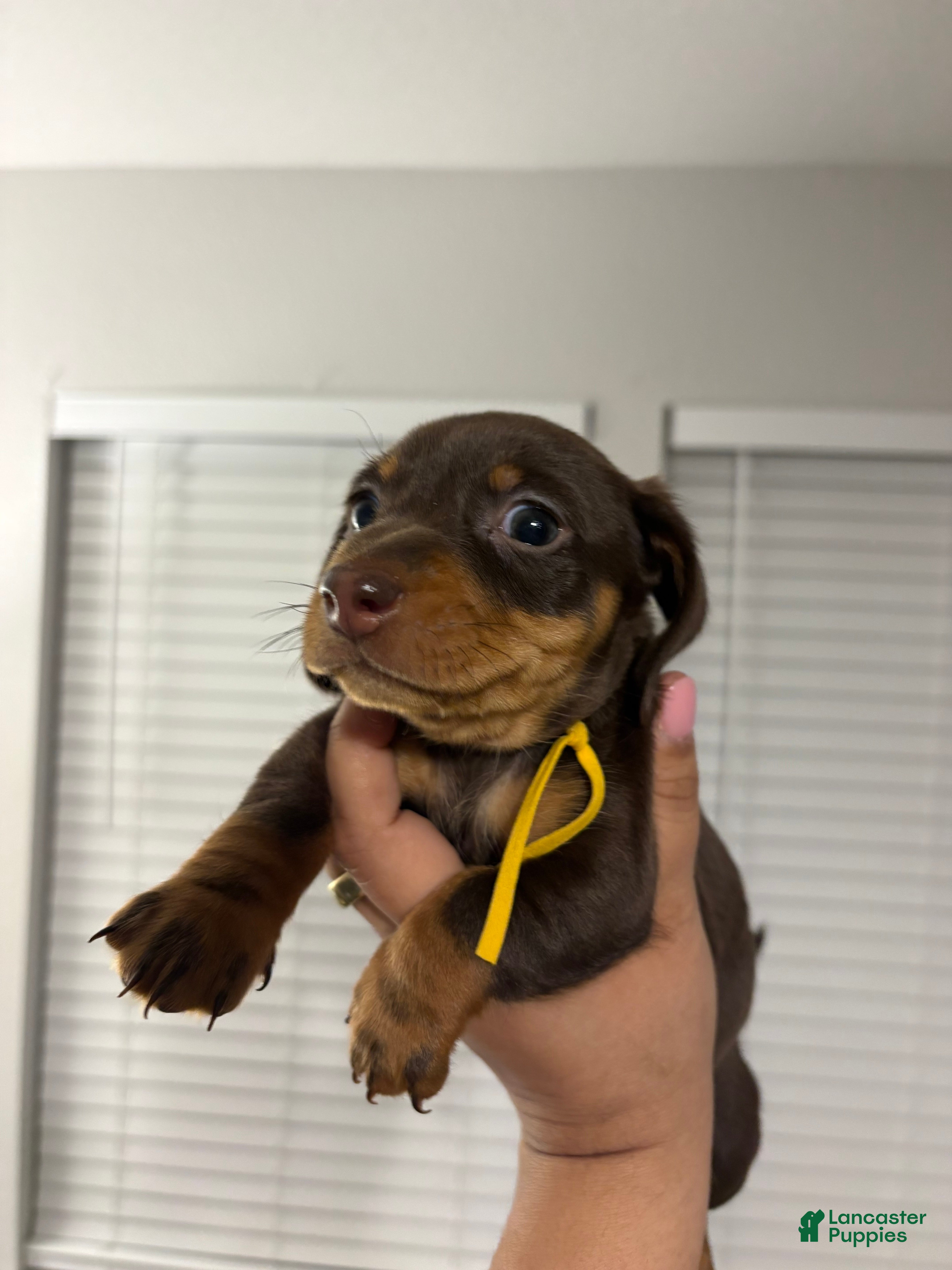 Miniature Dachshund dogs Miniature Dachshund Puppy 4 - Ad 5