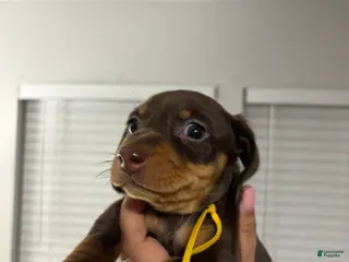 Miniature Dachshund dogs Miniature Dachshund Puppy 4 - Ad 5