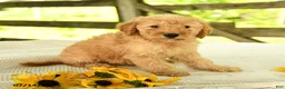 Mini Goldendoodle dogs for sale: Tressa - Ad 9