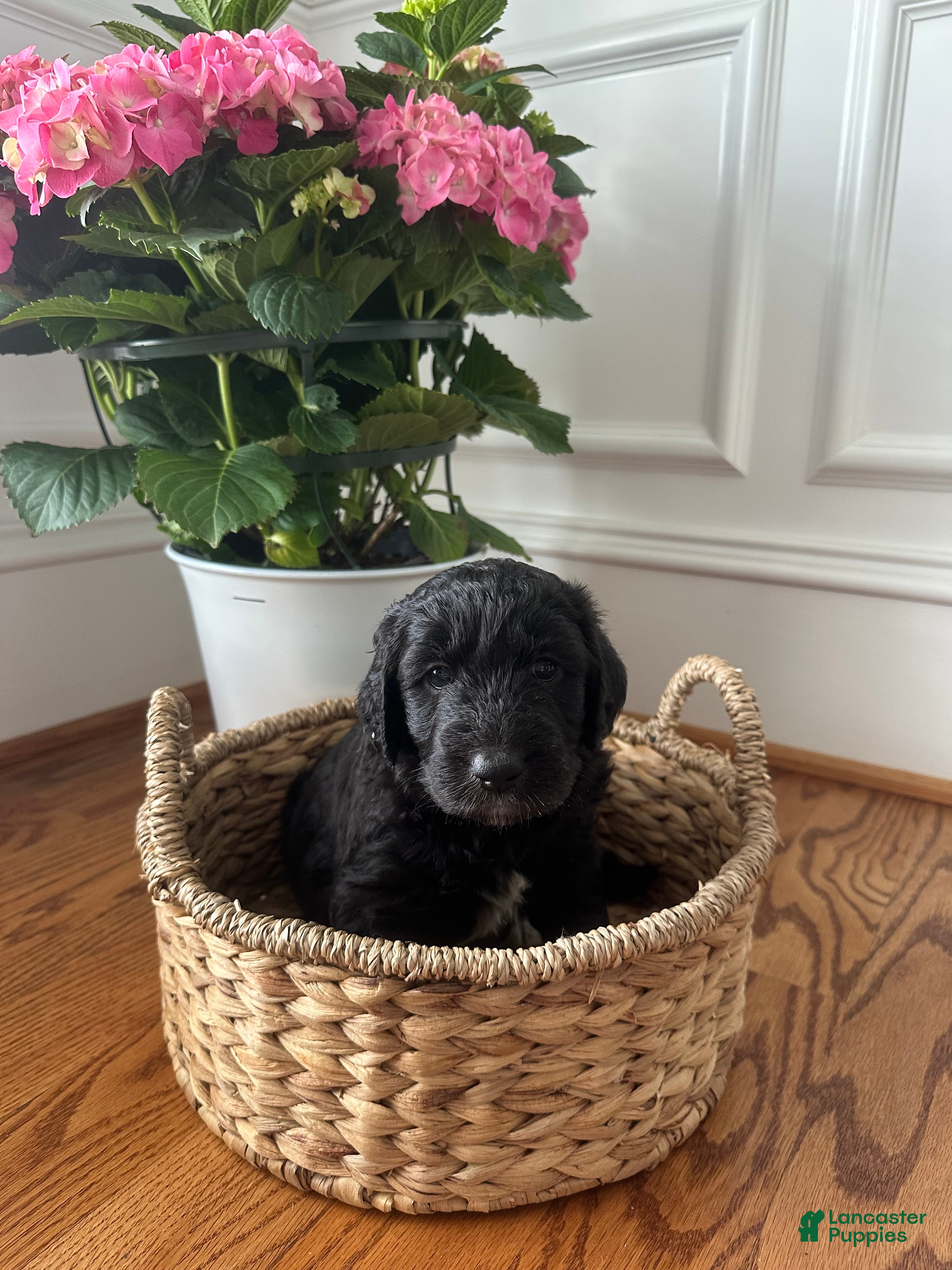 Aussiedoodle dogs Aussiedoodle Puppy 3 - Ad 8