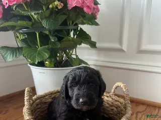 Aussiedoodle dogs Aussiedoodle Puppy 3 - Ad 20