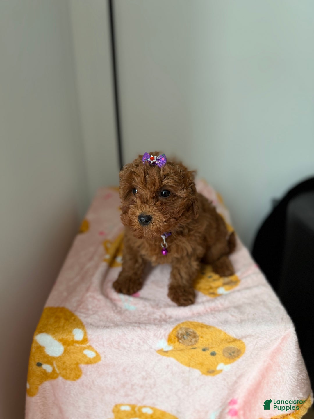 Toy Poodle dogs for sale: Polly - Ad 1