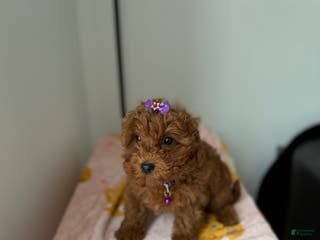 Toy Poodle dogs Polly - Ad 35