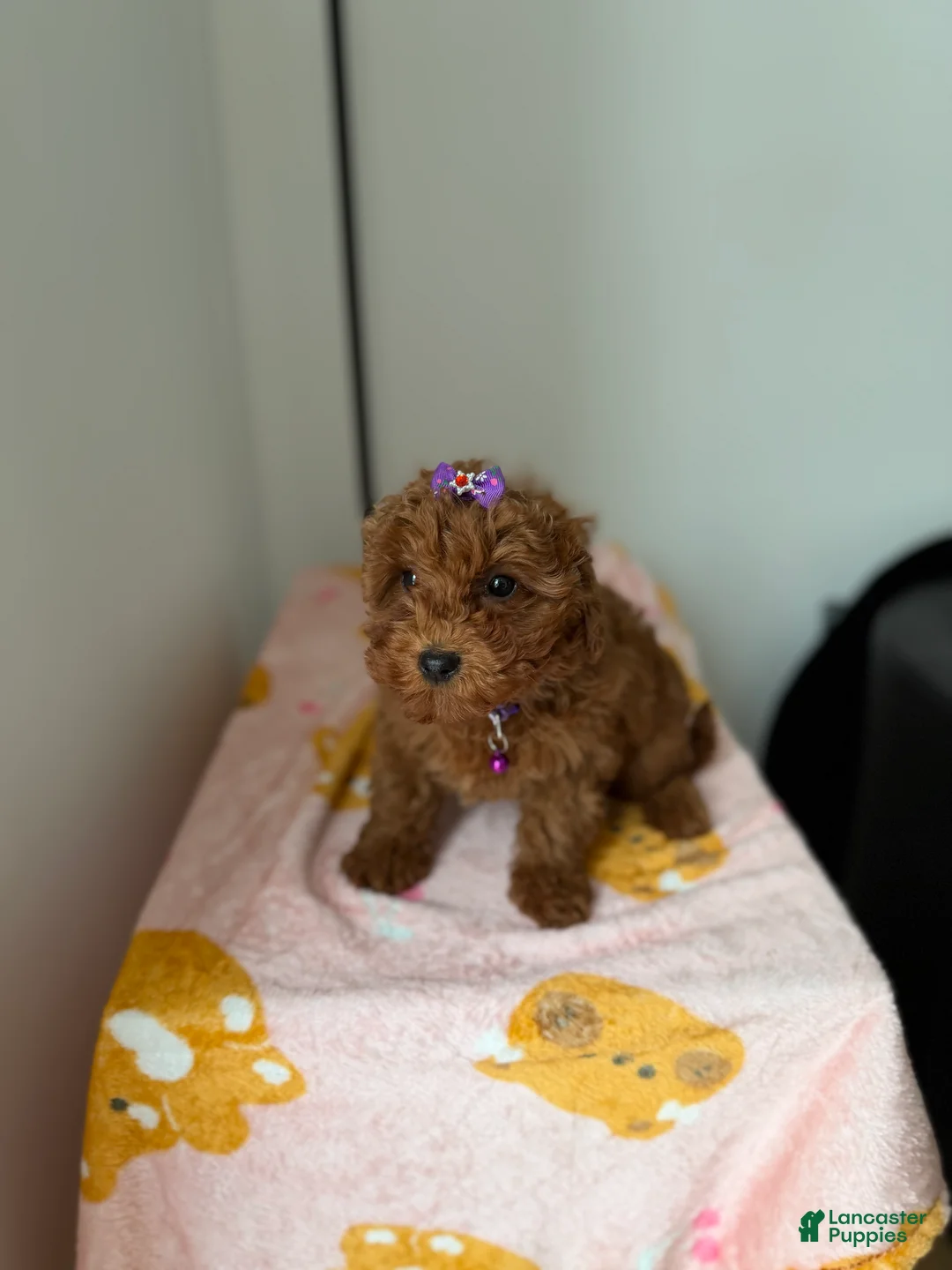 Toy Poodle dogs for sale: Polly - Ad 1