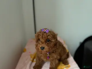 Toy Poodle dogs Polly - Ad 33