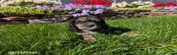 Cocker Spaniel dogs for sale: Amy - Ad 10