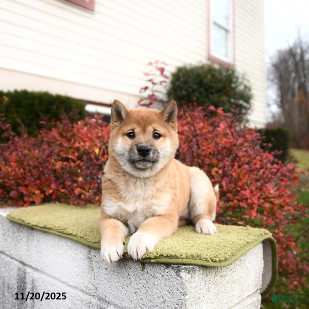 Shiba Inu dogs for sale: Fern - Ad 2