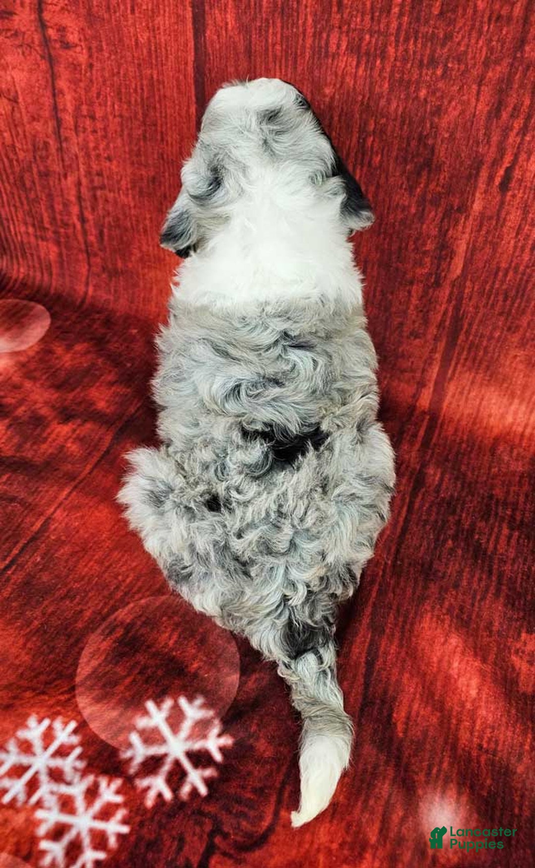 Mini Sheepadoodle dogs for sale: Parka - Ad 4