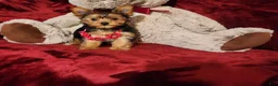 Yorkshire Terrier dogs for sale: PIPPA - Ad 8