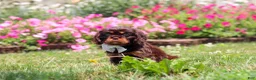 Cavalier King Charles Spaniel dogs for sale: Enzo - Ad 3