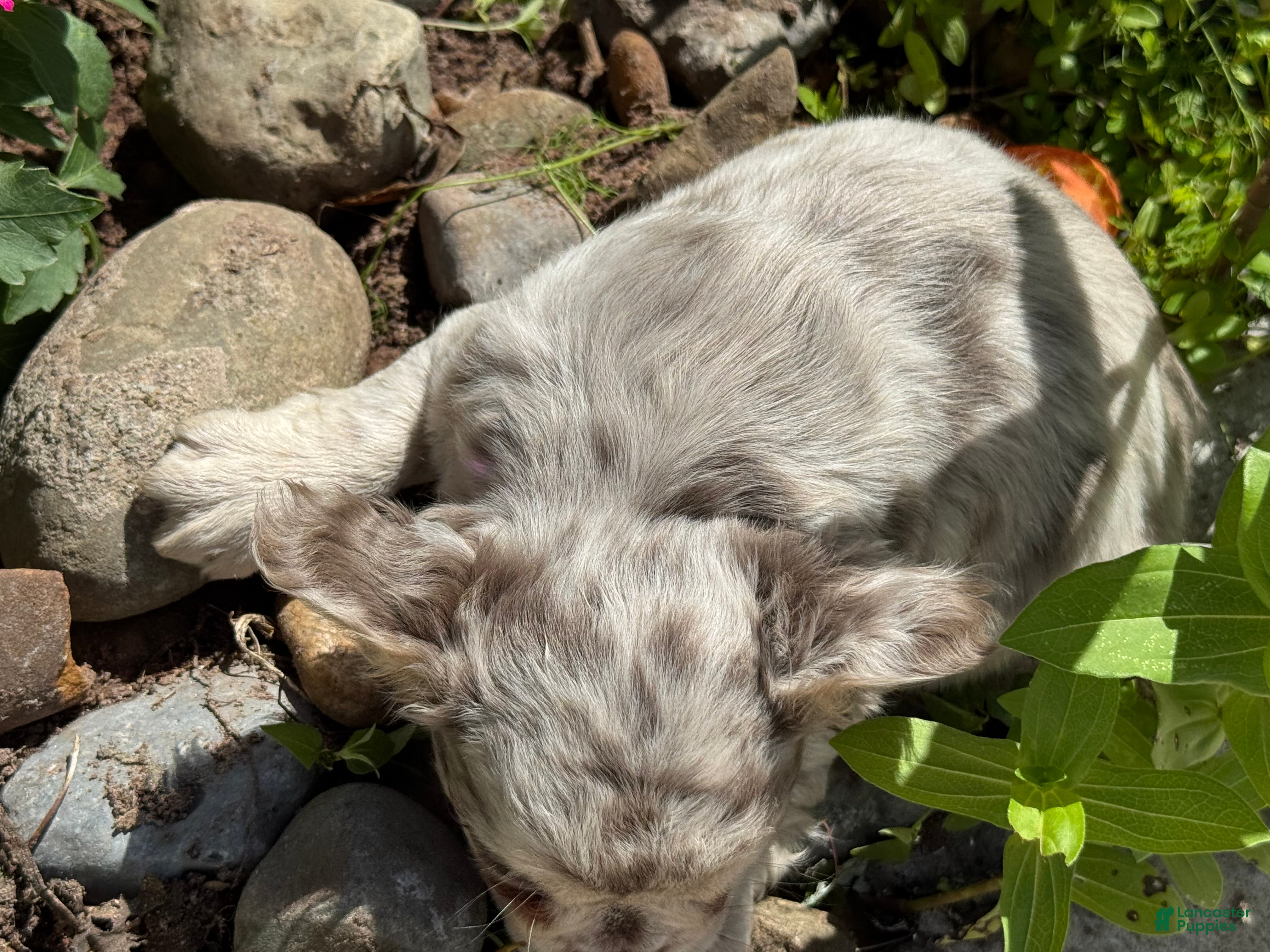 French Bulldog dogs Aurora - Ad 2