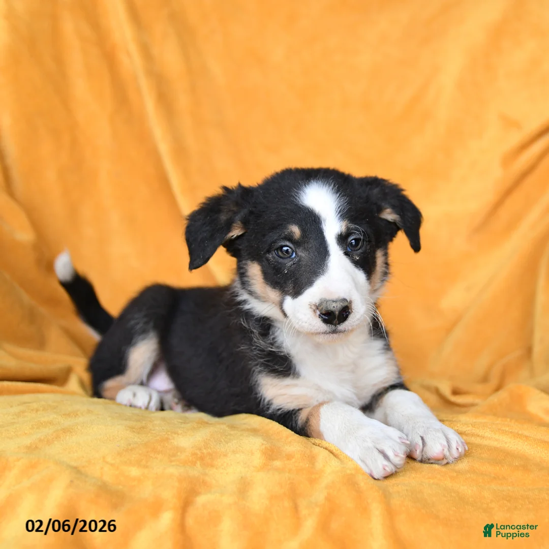 Border Collie dogs for sale: Waffles - Ad 2
