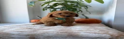 Mini Goldendoodle dogs for sale: Prada - Ad 8