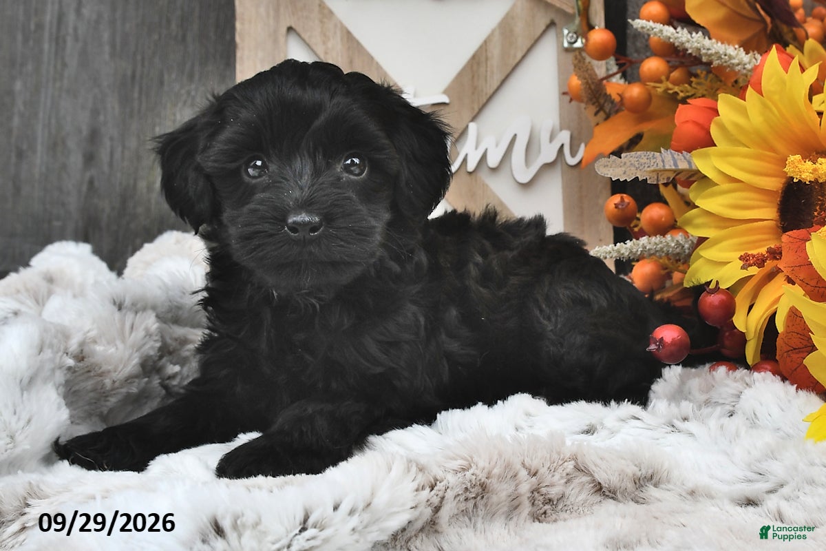 Shihpoo dogs Moose - Ad 2