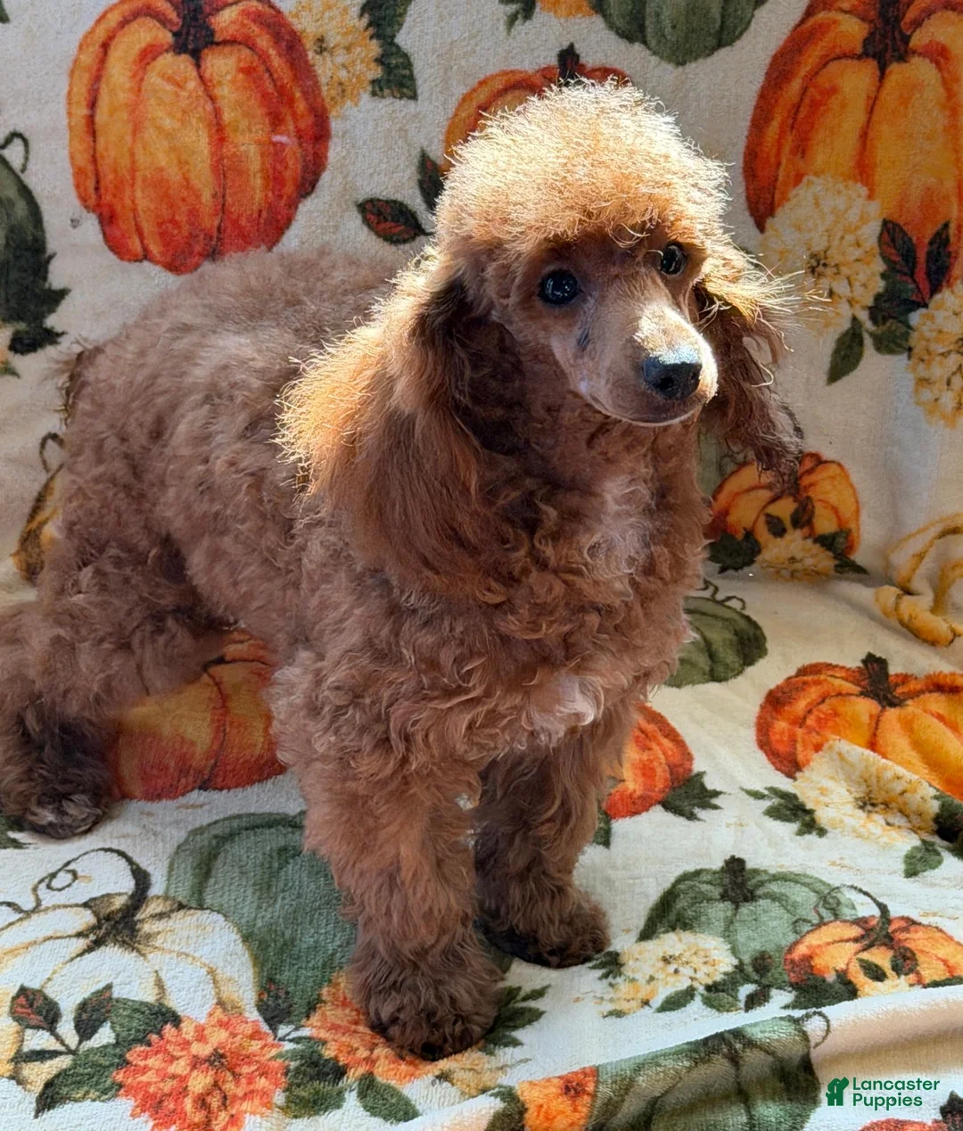Toy Poodle dogs for sale: Finn - Ad 1