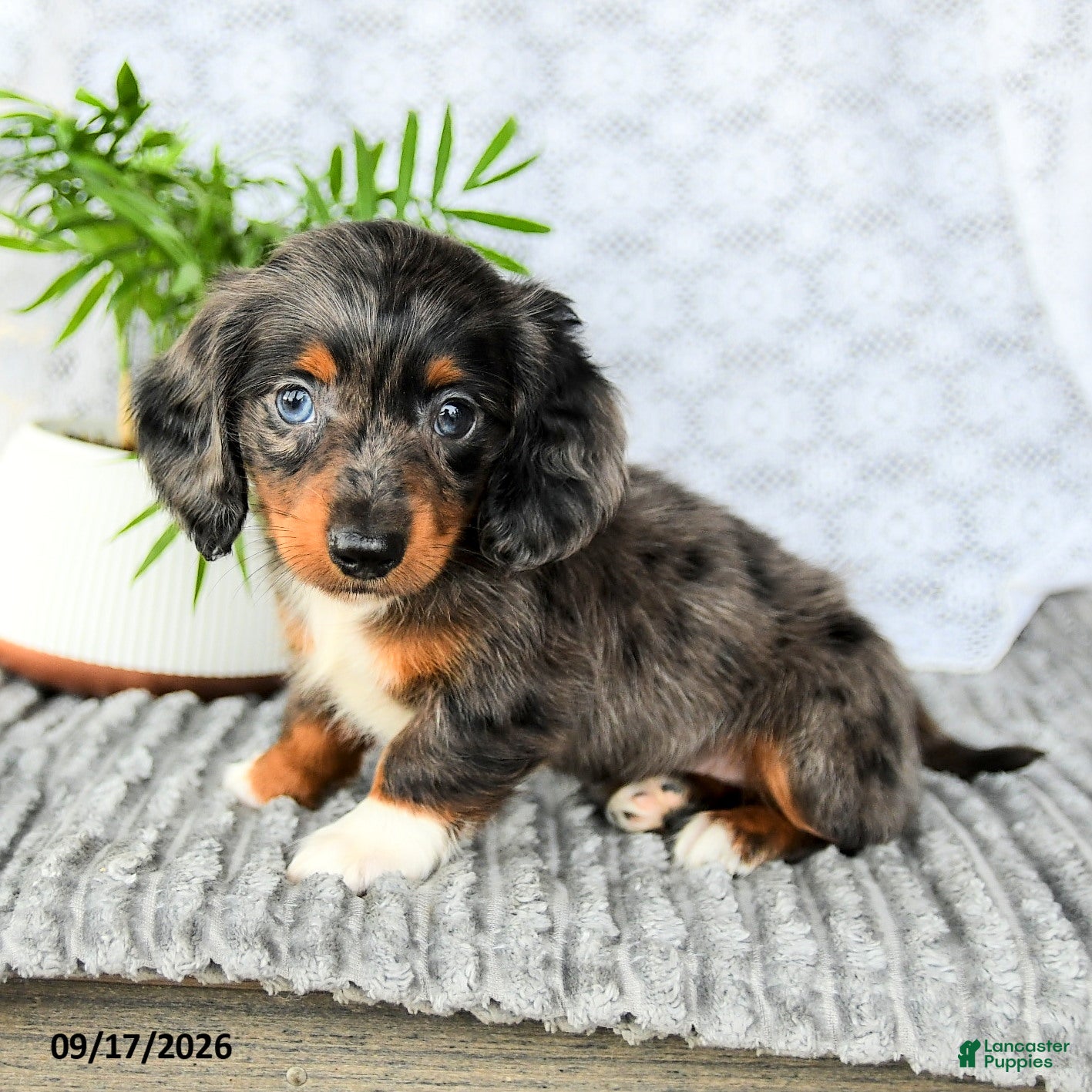 Miniature Dachshund dogs for sale: Hunter - Ad 3