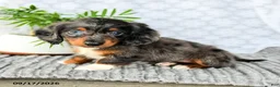 Miniature Dachshund dogs for sale: Hunter - Ad 1