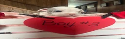 Olde English Bulldogge dogs for sale: Olde English Bulldogge 9 - Ad 5