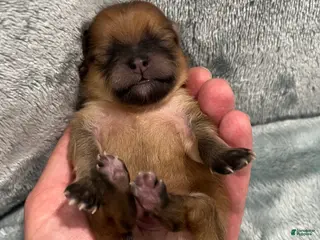 Pomeranian dogs for sale: Tazz - Ad 1