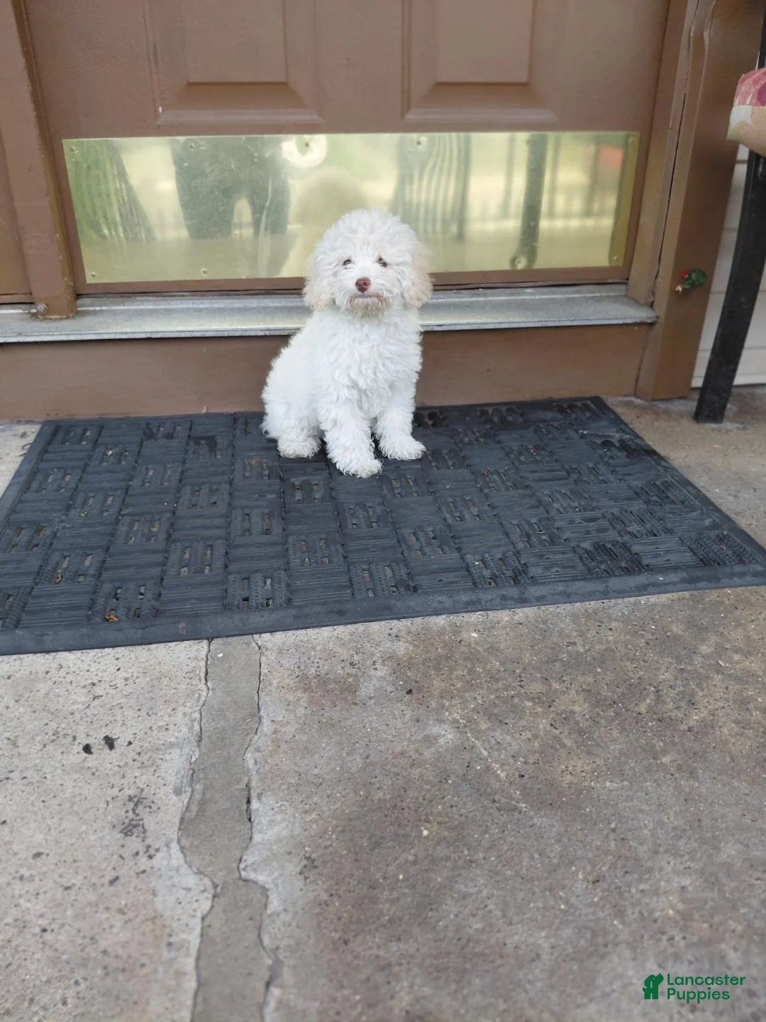 Toy Poodle dogs for sale: Snow white - Ad 2