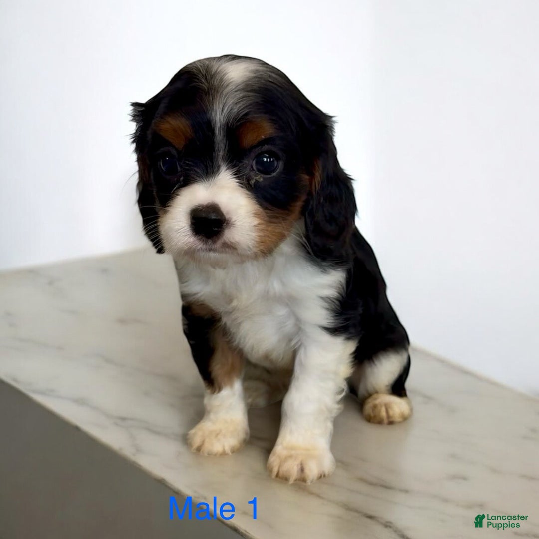 King Charles Jack Russell Names Cavalier Spaniel Cross Jack