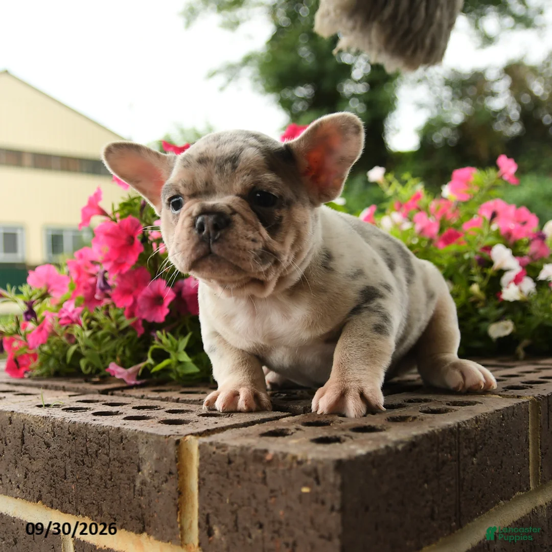 French Bulldog dogs for sale: Pearl - Ad 3