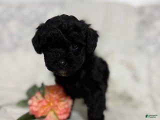 Shihpoo dogs - Ad 11