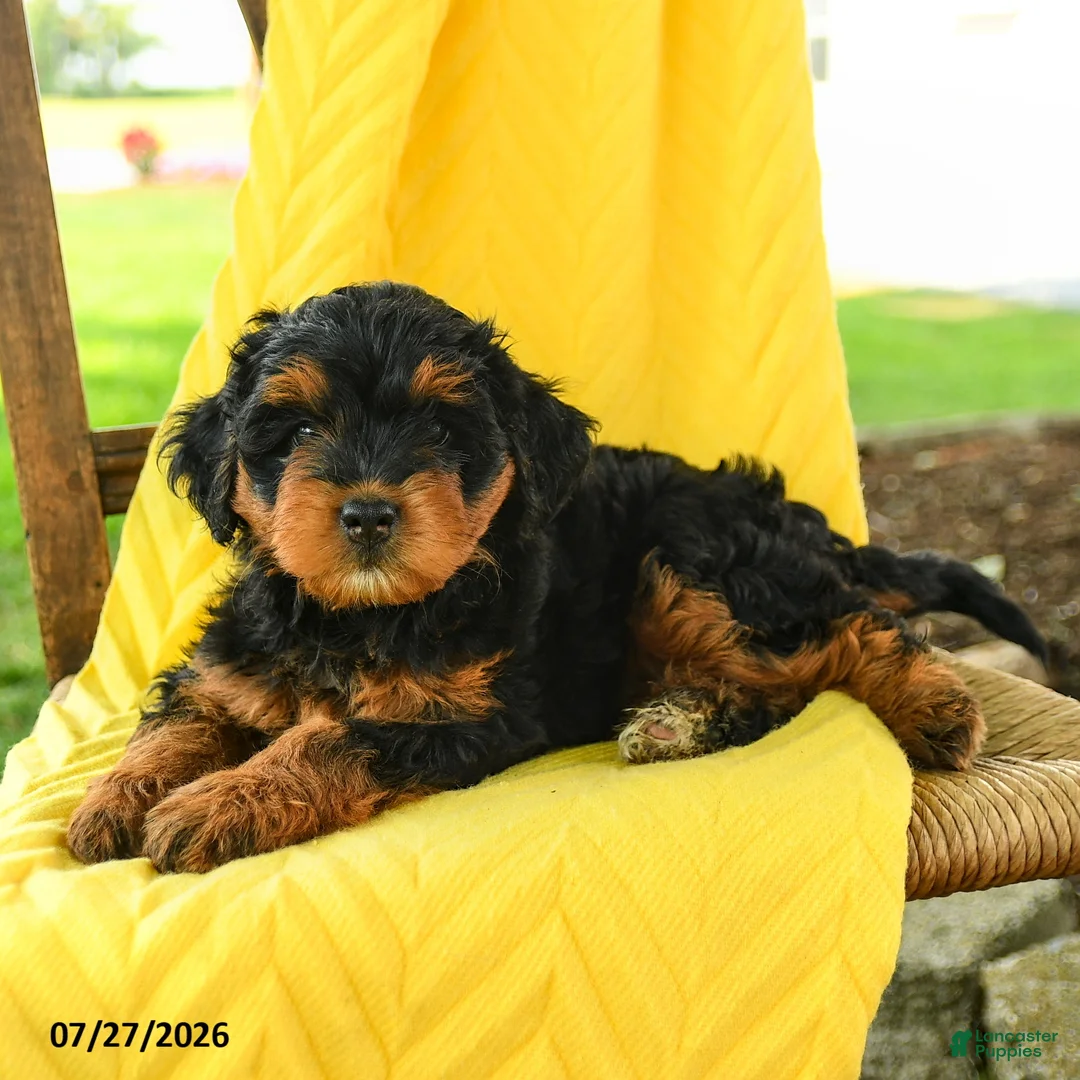 Mini Bernedoodle dogs for sale: Chloe - Ad 2