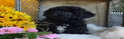 Toy Poodle dogs for sale: Cuddles - Ad 3