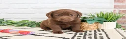 Labrador Retriever dogs for sale: Skye  - Ad 4