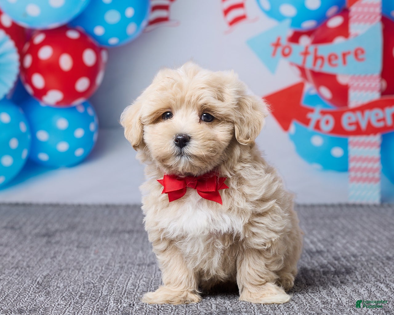 Maltipoo dogs Cody - Ad 1