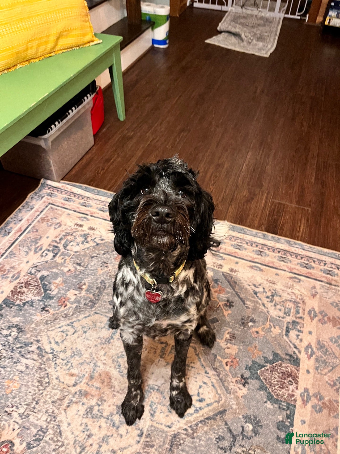 Portuguese Water Dog dogs Piper  - Ad 2