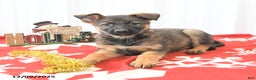 German Shepherd dogs for sale: Lila  - Ad 2