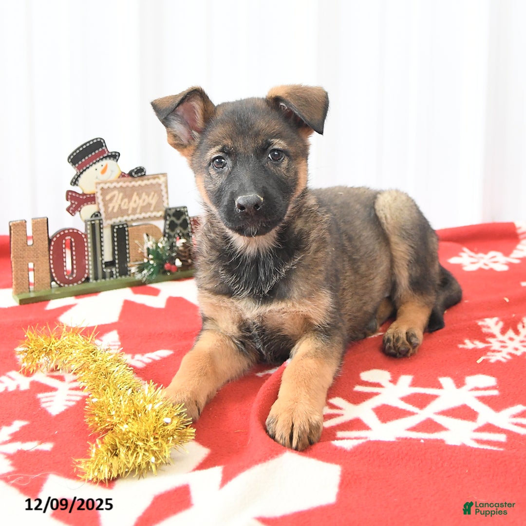 German Shepherd dogs for sale: Lila  - Ad 2