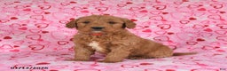 Goldendoodle dogs for sale: Bear - Ad 5