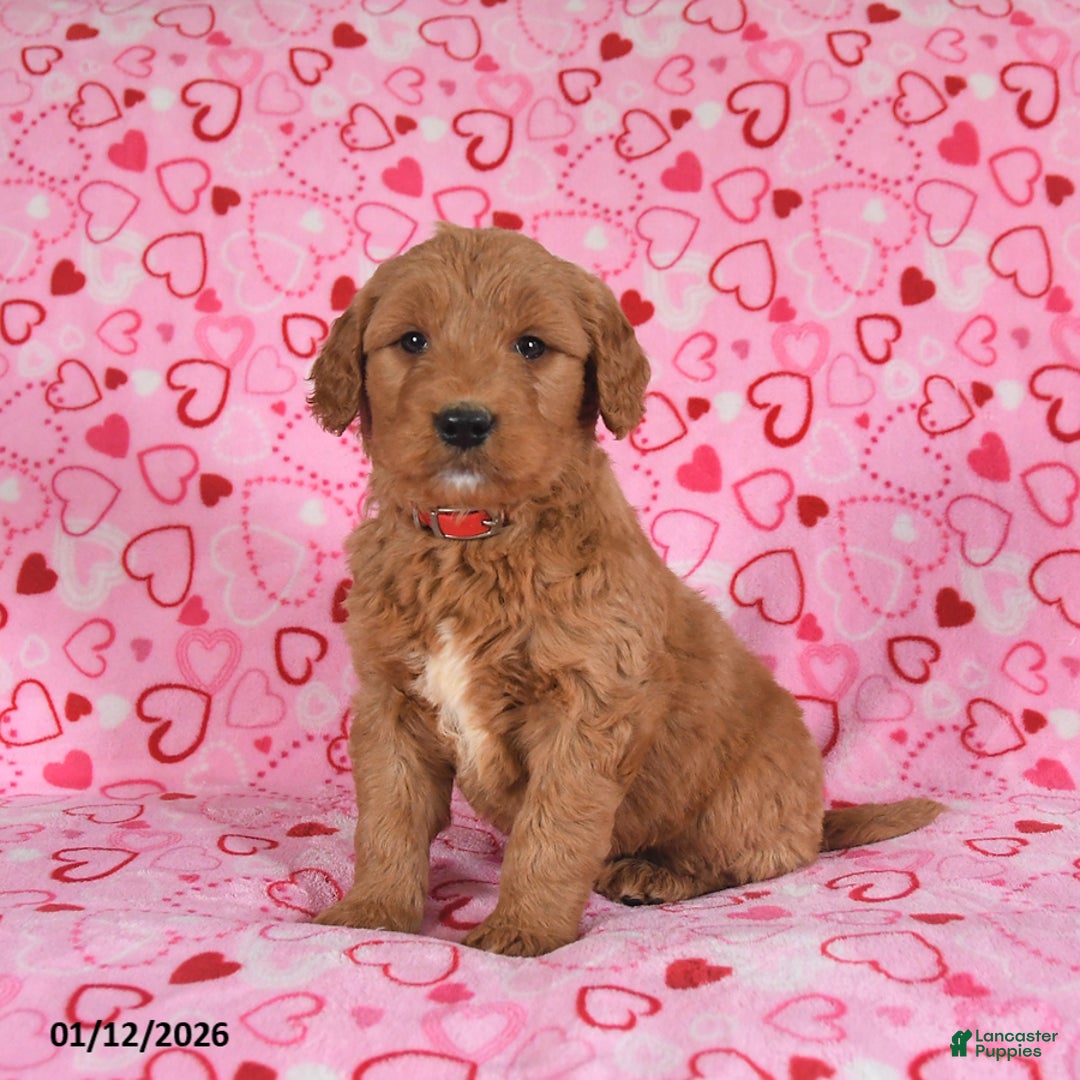 Goldendoodle dogs for sale: Bear - Ad 5