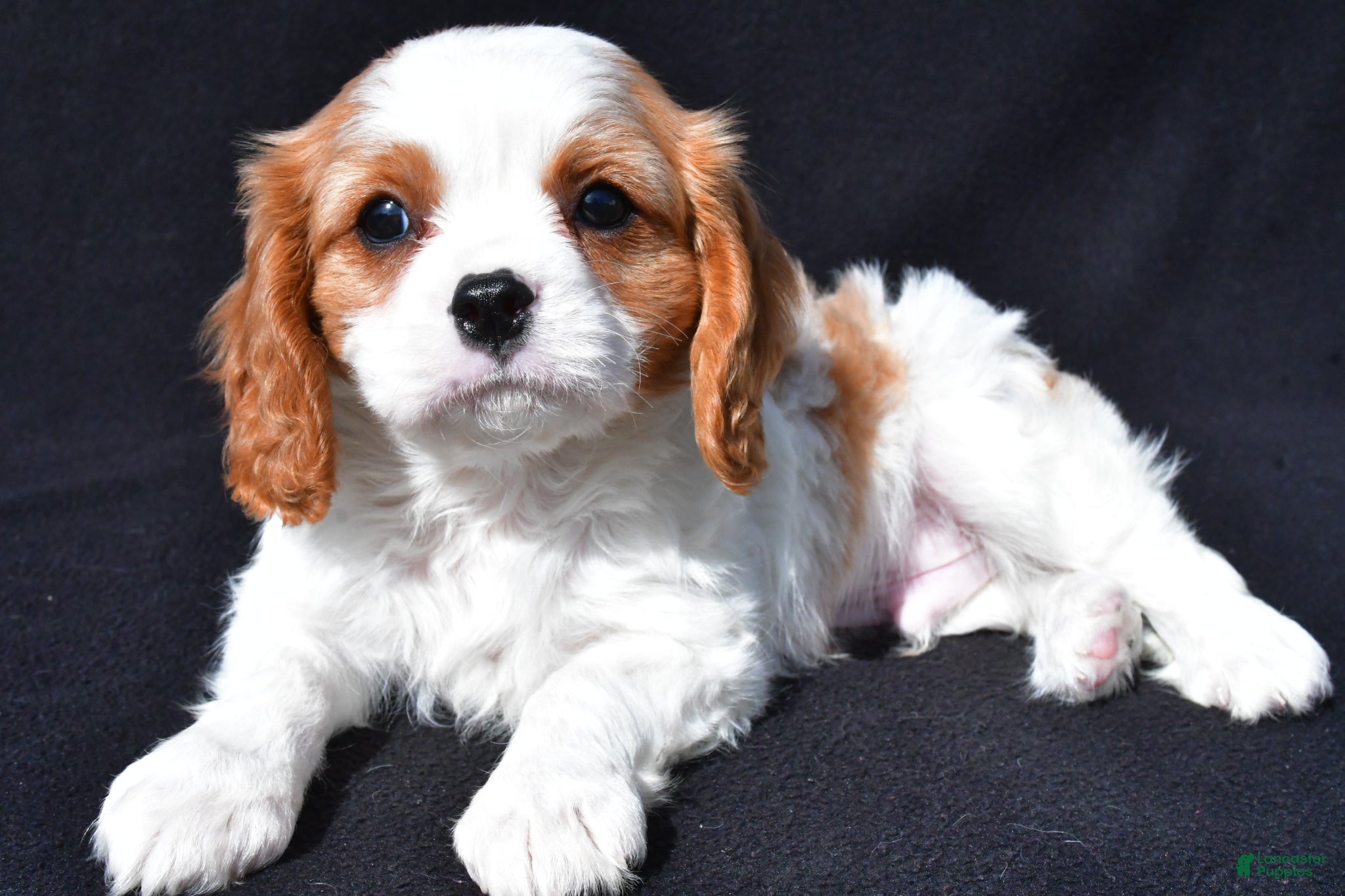 Cavalier King Charles Spaniel dogs Joey - Ad 1